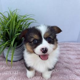 Saga-Fluffy - Black and tan female Pembroke Welsh Corgi puppy in Scottown, Ohio from Wyndy Ridge Corgis