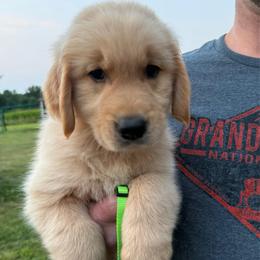 Green boy - Golden male Golden Retriever puppy in Macy, Indiana from Macy Golden Meadows
