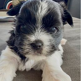 Gobo - Liver and white male Shorkie puppy in Idaho from Little Rascal Ranch