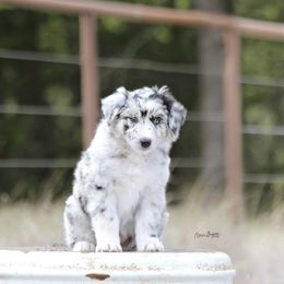 Australian Shepherd Puppies from Broken Arrow Australian Shepherds