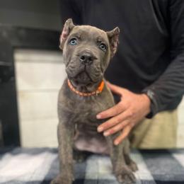 Orange Collar - Gray brindle female Cane Corso puppy in Beaver Crossing, Nebraska from Blue River Cane Corso