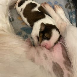 Nederlandse Kooikerhondje Puppies from Blazing Kooikerhondjes