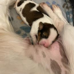 Nederlandse Kooikerhondje Puppies from Blazing Kooikerhondjes