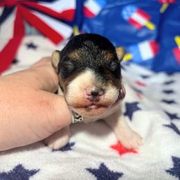 Only Girl - White black and tan female Wire Fox Terrier puppy in Ennis, Texas from Syrayed Farm