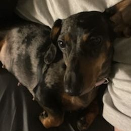 Boxers and Dachshunds from Bella Familia Puppies