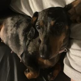 Boxers and Dachshunds from Bella Familia Puppies