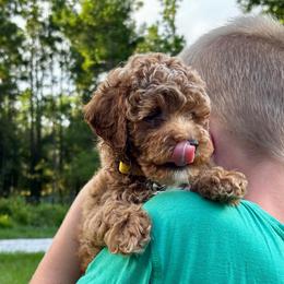 Spanky - Apricot male Poodle puppy in Hawthorne, Florida from Loblolly Ranch