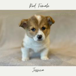 Jessica - Sable and white female American Corgi puppy in Onalaska, Washington from Shoestring Valley Corgis