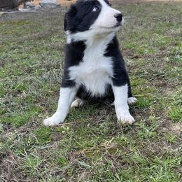 Border Collie Puppies from Rivendell Border Collies