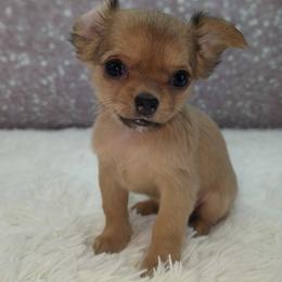 Moe - Fawn and white male Chihuahua puppy in Topeka, Kansas from Barbie's Baby Chihuahuas
