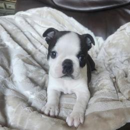 Dotty - Black brindle and white female Boston Terrier puppy in Leola, Pennsylvania from Edna's Homegrown Bullies