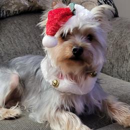 Shih Tzus from Baby Girl’s Yorkies, Shih-Tzu, Shorkies