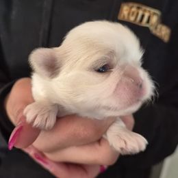 White boy - White male Shih Tzu puppy in Green Valley Lake, California from All American Shih Tzu Puppies