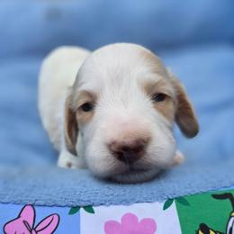 Polar - Piebald male Dachshund puppy in Lady Lake, Florida from K Rae's Dachshunds