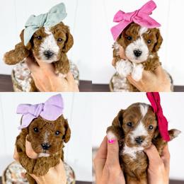 3rd Female Pick - Red female Cavapoo puppy in Melbourne, Florida from Space Coast Doodle Co.