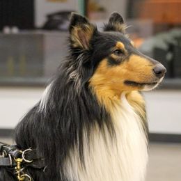Collies from Chivalrous Collies