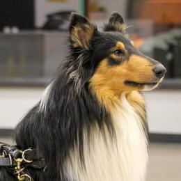 Collies from Chivalrous Collies