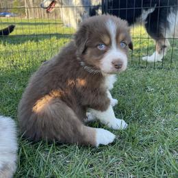 Australian Shepherd Puppies from Quiet Cove Kennels