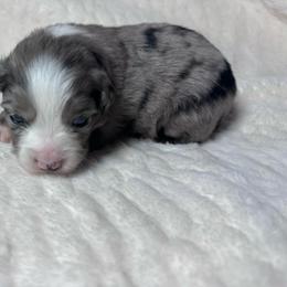 Jason - Blue merle male Miniature Australian Shepherd puppy in Reidsville, North Carolina from Cherry Grove Kennel