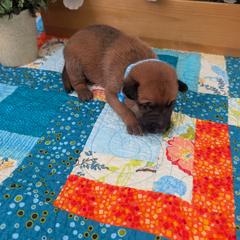 Boy 5 - Mahogany male Belgian Malinois puppy in Paynes Corner, Virginia from Von-Zito Belgian Malinois