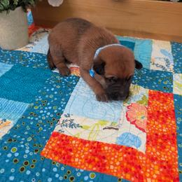 Boy 5 - Mahogany male Belgian Malinois puppy in Paynes Corner, Virginia from Von-Zito Belgian Malinois