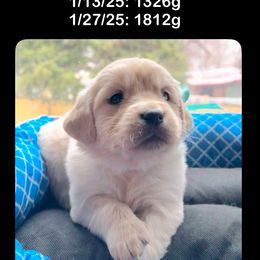 Boy 2nd - Golden Retriever puppy from Socalretrievers