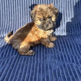 Chestnut - Brindle male Shih Tzu puppy in East Haven, Connecticut from Adam & Eve Pups CT