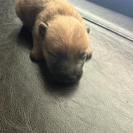 Cupid - Wheaten male Cairn Terrier puppy in Lipan, Texas from Flyin G Cairns