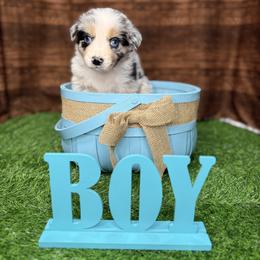 Australian Shepherd Puppies from Copper Top Aussies