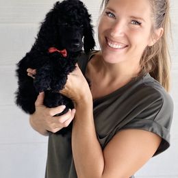 Bernedoodle, Goldendoodle, and Poodle Puppies from Central Valley Canine Companions