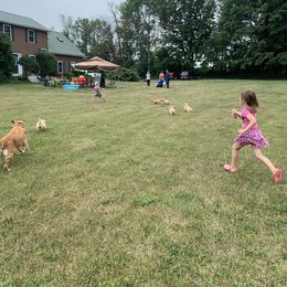 Golden Retriever Puppies from Lake Champlain Goldens