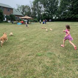 Golden Retriever Puppies from Lake Champlain Goldens