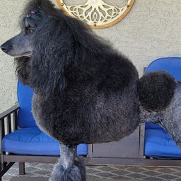 Poodles from Desert Diamond Poodles