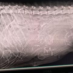 Azawakh Puppies from Kel Simoon Azawakh