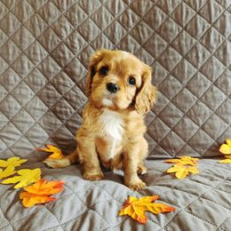 Cavalier King Charles Spaniel Puppies from Noble Cavaliers of Texas