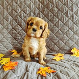 Cavalier King Charles Spaniel Puppies from Noble Cavaliers of Texas