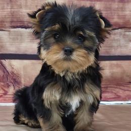 Izzy - Blue and gold female Yorkshire Terrier puppy in Monticello, Iowa from Ashley’s Puppies