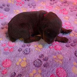 Red collar - Red and rust male Doberman Pinscher puppy in Acworth, Georgia from Stonewood Dobermans and Min Pins
