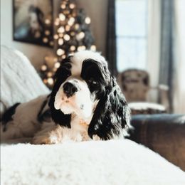 London - Cocker Spaniel