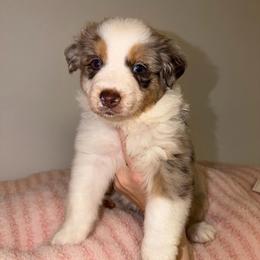 Dime - Red merle female Australian Shepherd puppy in Anniston, Alabama from All Hale Aussies