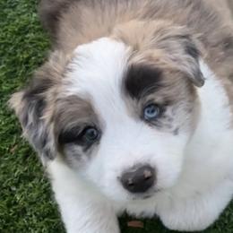 AKC CHAMPION BLOODLINE-  CHAI - Sable merle male Border Collie puppy in Conroe, Texas from Aloha Border Collies- AKC Champion Bloodline