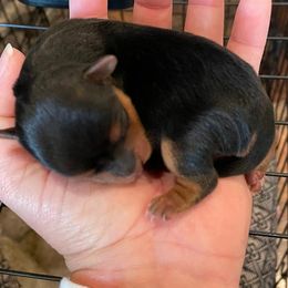 Yorkshire Terrier Puppies from Leamarr Farms Yorkies