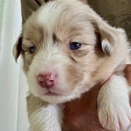 Miniature American Shepherd puppies from New River Gorgeous Puppies