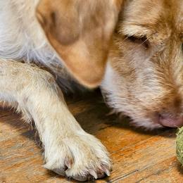 Labradoodles from Murphy Manor Mountain Doodles