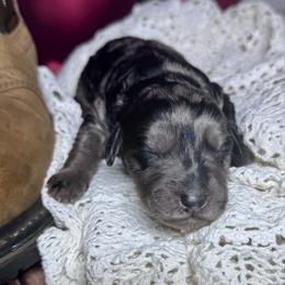 Dolly Pawton - Merle female Labradoodle puppy in Kingston, Georgia from CC Familydoodles