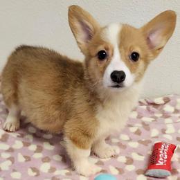 Tan Girl 1 - Fawn female Pembroke Welsh Corgi puppy in Bay Area, California from MJ's Corgis