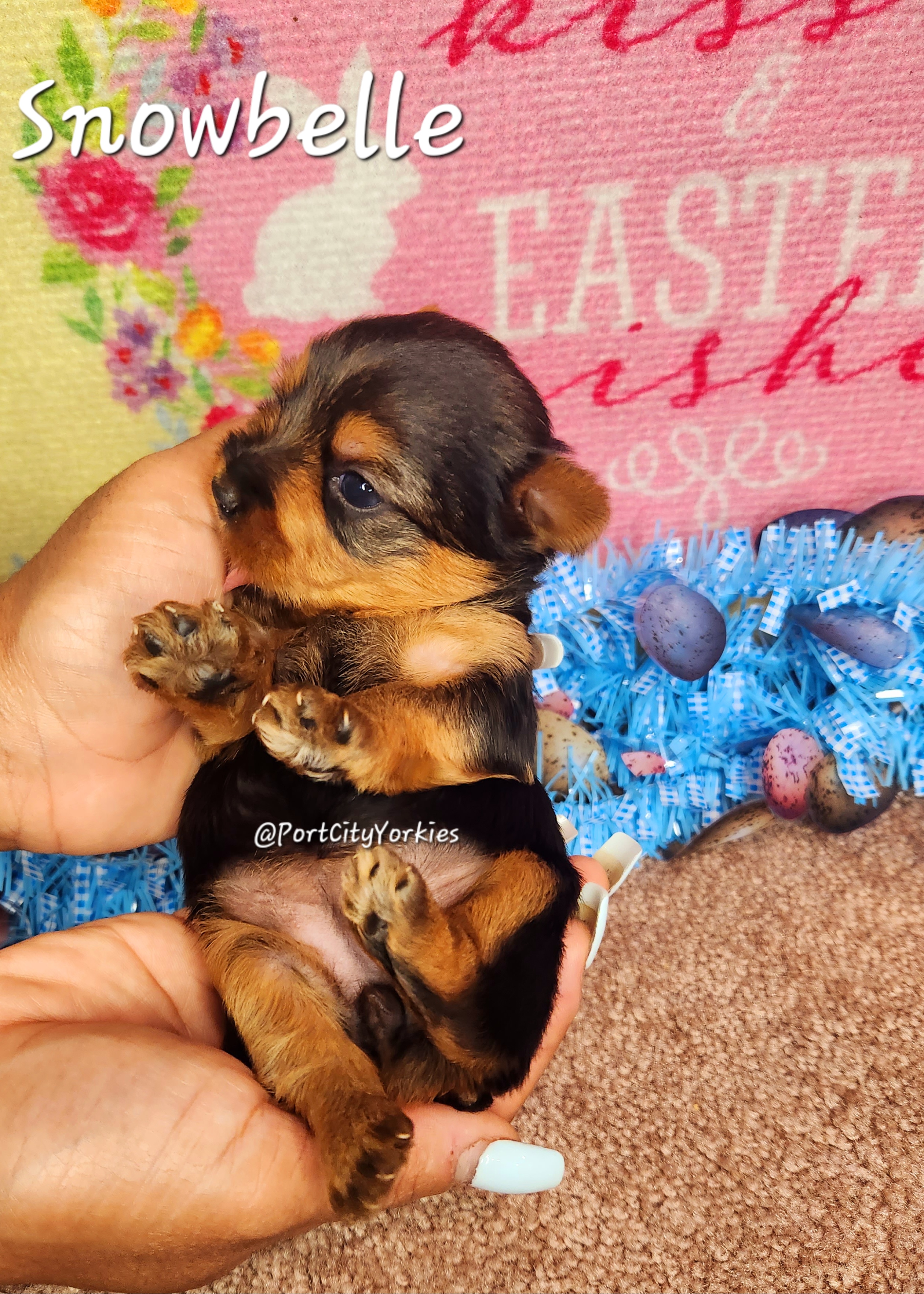 Yorkshire Terrier Puppies from Port City Yorkies LLC