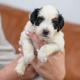 Maple - Tri-color female Bernedoodle puppy in Dundee, Ohio from Down Home Doodle