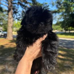 Male 1 - Black and white male Shih Tzu puppy in Mobile, Alabama from FluffyTail Shih Tzu