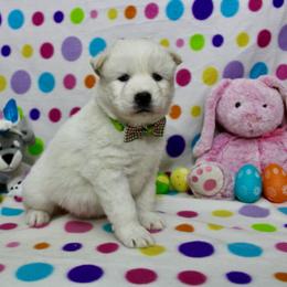 Isko - White male Siberian Husky puppy in Lunenburg, Vermont from SNOW WOOLY HUSKY